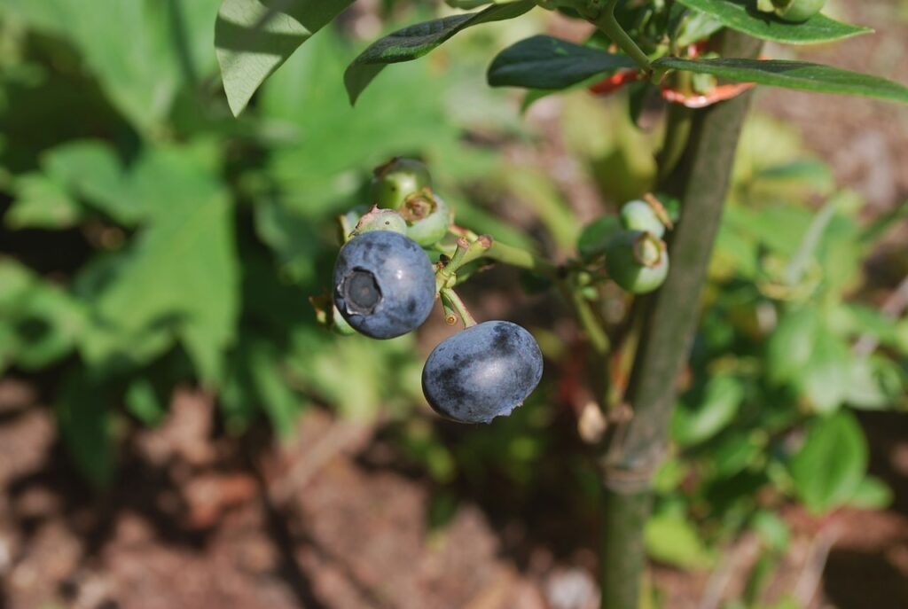 Two plump blueberries that are ready to be harvested
