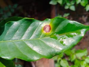 A leaf with a cercospora spot
