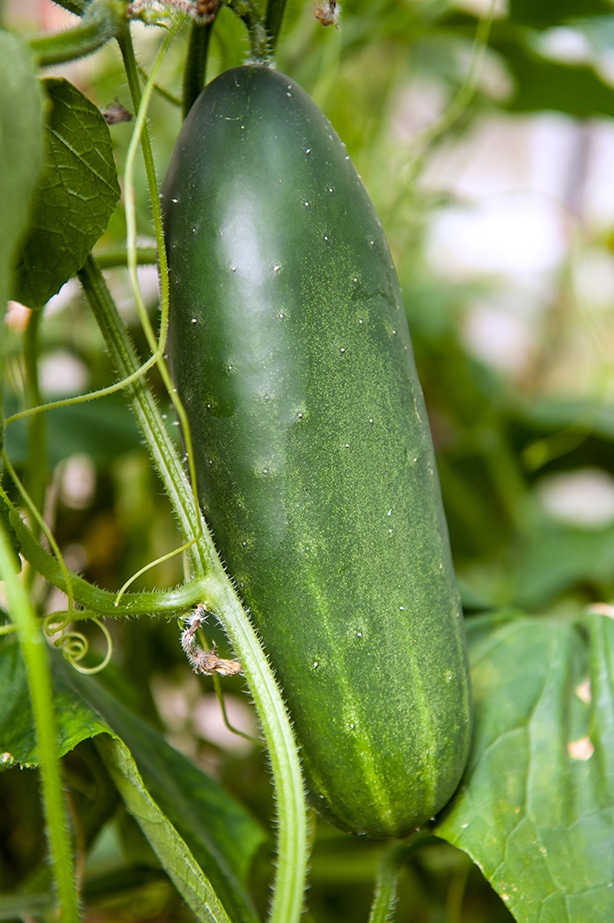 A plump cucumber is almost ready to be harvested