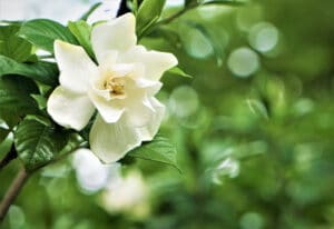 A gardenia flower with robust growth from the correct nutrients