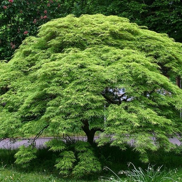 Green laceleaf japanese maple makes a wonderful small tree that can fit in a shade garden.