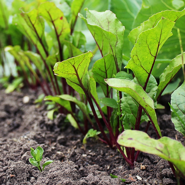 Healthy foliage Healthy foliage requires proper maintenance with appropriate sun, watering, and fertilization