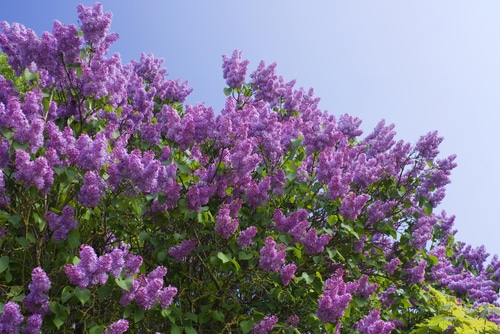 full bloom bush of lilacs