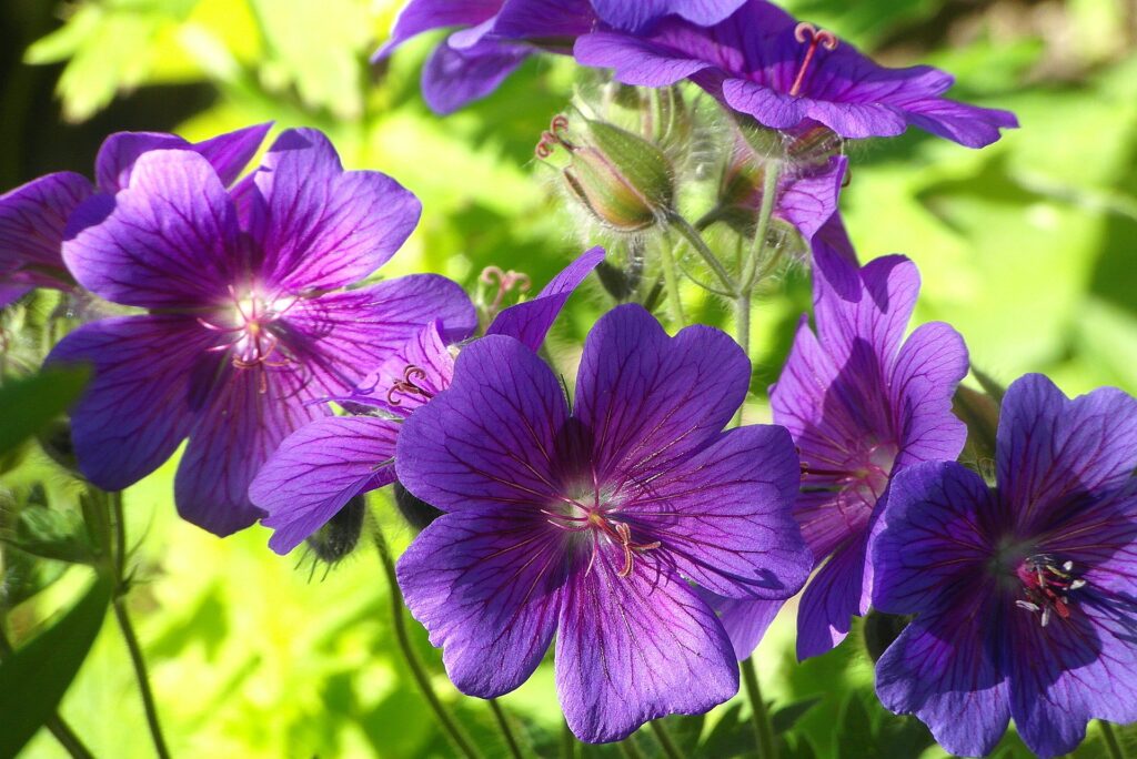 purple geraniums receiving enough sunlight.