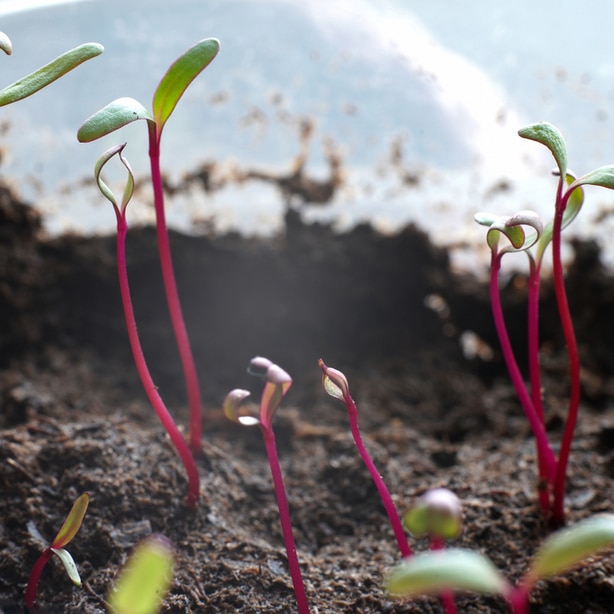 Seedlings Seedlings spaced properly growing out of the soil