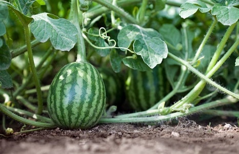 Watermelon that is still on the vine and still in the process for maturing.