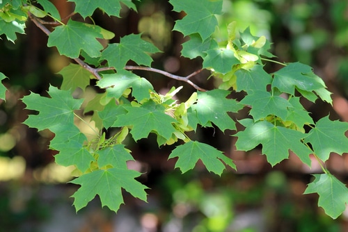 acer platanoides tree leaves