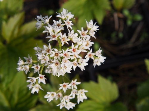 aceriphyllum rossi A aceriphyllum mukdenia rossi full bloom