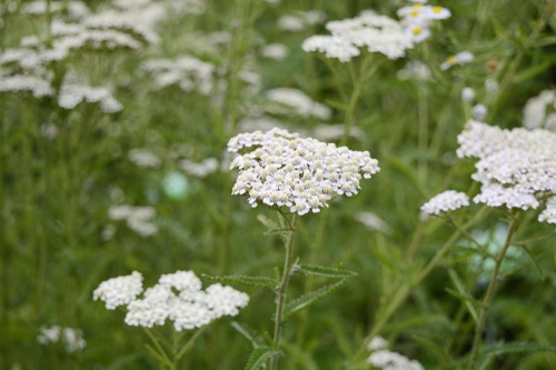 White achillea distans flowers on a garden