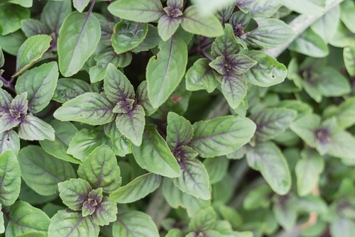 Fresh leaves of of an african blue basil