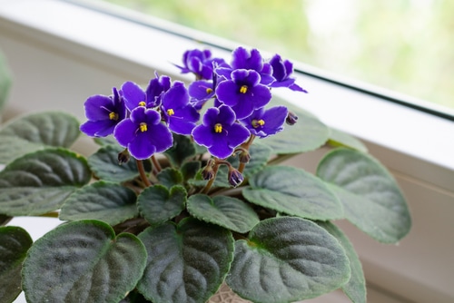 african violet plant an african violet houseplant beside the window