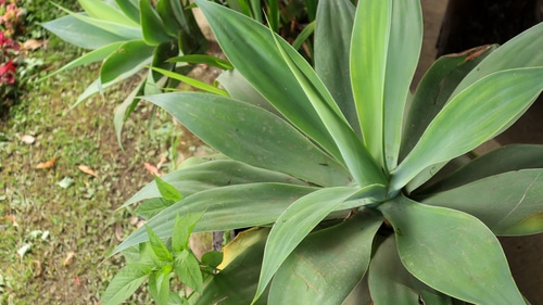 agave plant growing in the garden