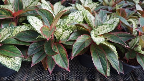 A group of tricolor aglaonema plants.