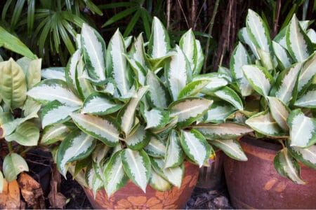 The houseplant aglaonema in a pot