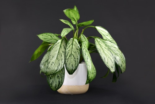 aglaonema silver An exotic aglaonema silver bay plant.