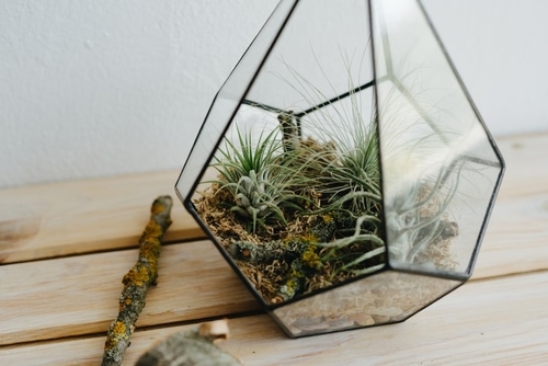 An air plant in a decorative glass office vase
