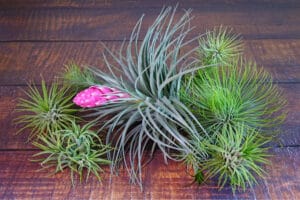 assorted air plants