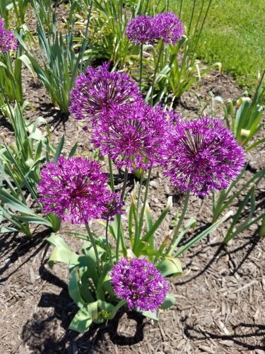 purple allium hollandicum under the sun