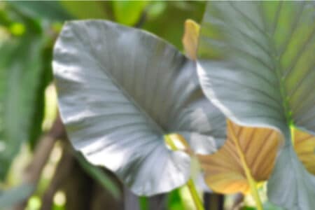 7 Houseplants with Big Leaves to Raise Indoors