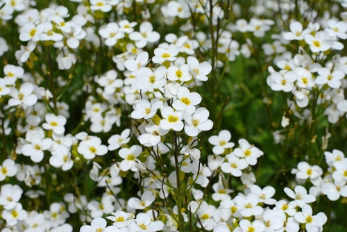 alyssum flowers four petaled of alyssum white flowers