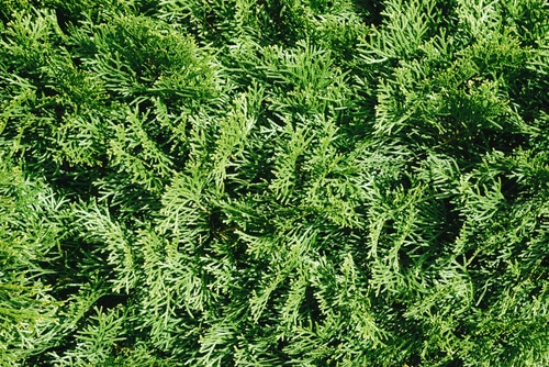top view of an american arborvitae plant
