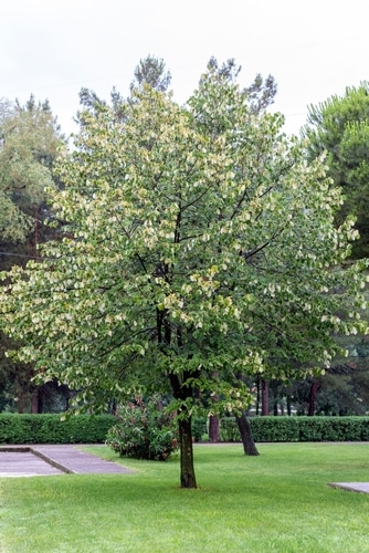 american linden tree in the park
