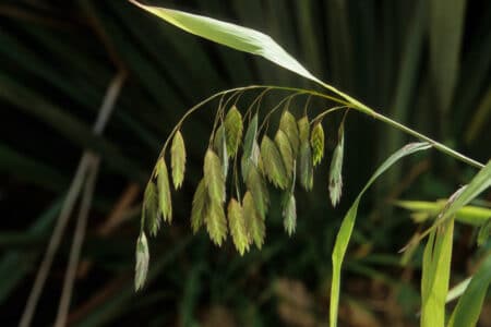 leaves of a north american wild oats plant