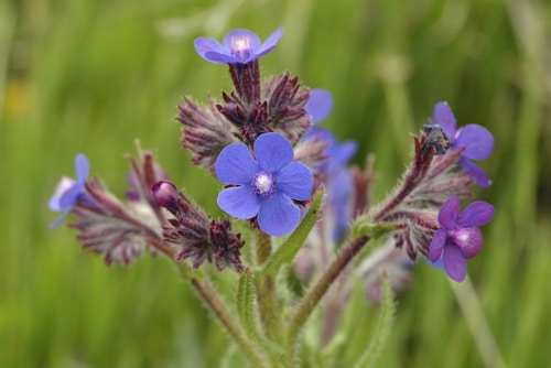 anchusa azurea deep blue violet italian bugloss flower