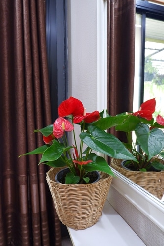 Anthurium flower plant blooming against a windowsill.