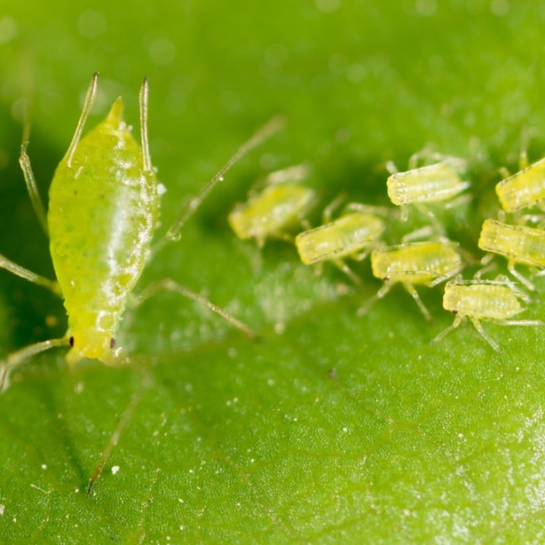 Aphids can cause leaf spots