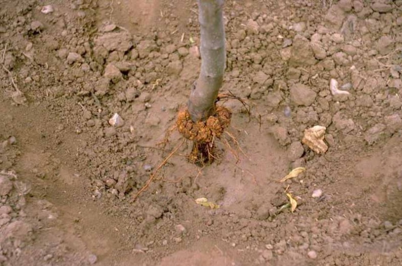 apple tree crown gall An apple tree crown gall attached to a plant stem