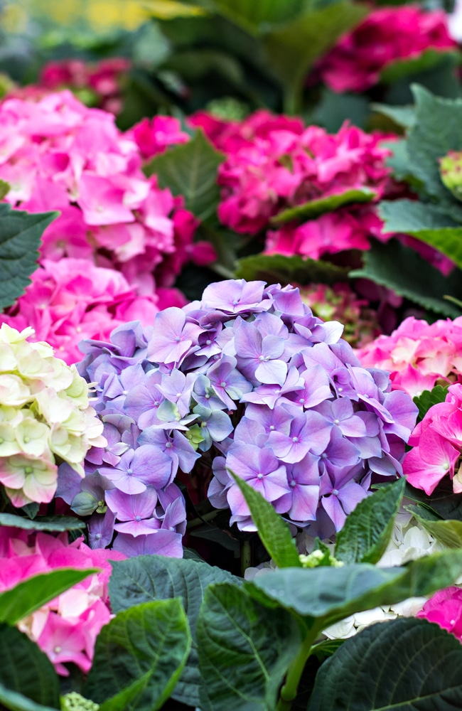 Purple, yellow, and pink hydrangeas that have received proper nutrients.