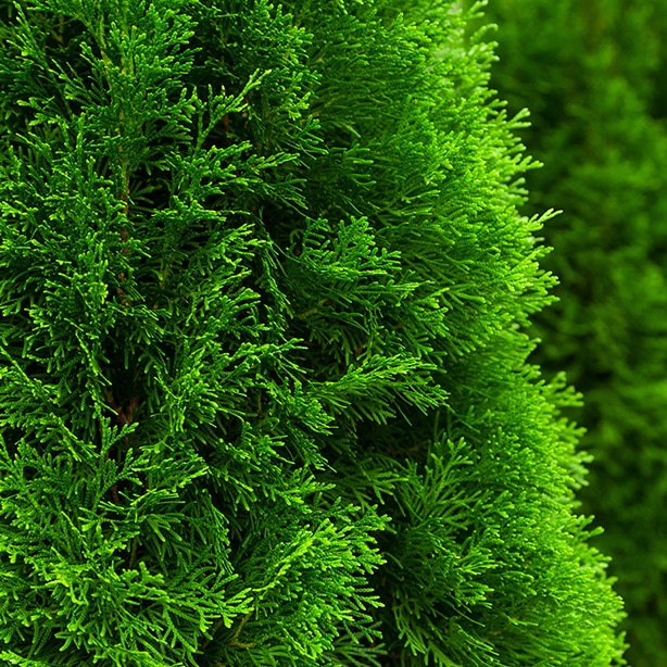 A picture of a arborvitae that is zoomed in