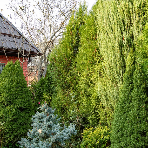 A bunch of different types of arborvitae grown alongside a house