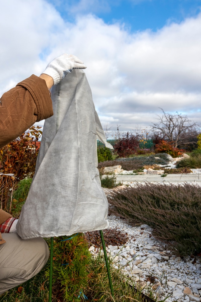 Covering arborvitae with a burlap tent can prevent winter burn.