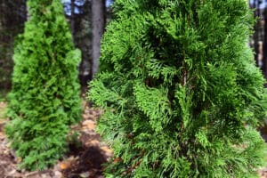 growing arborvitae tree in the forest