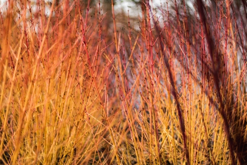 beautiful golden red of arctic fire dogwood