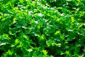 green arugula plant leaves in backyard