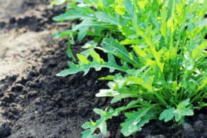 arugula plant in the garden