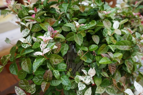 asiatic jasmine unique colors of leaves growing in the garden