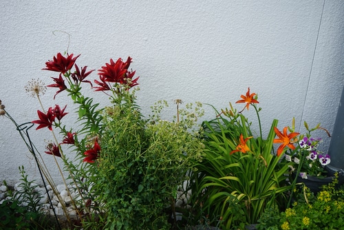 Assorted asiatic lilies near a wall