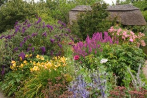 Assorted and colorful flowers in a garden