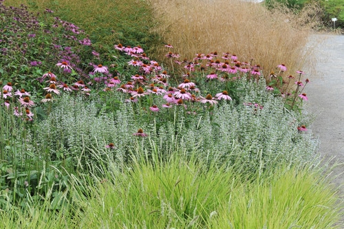 assorted moor grass beautifully landscaped in the garden