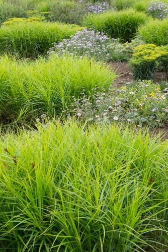 assorted muskingumensis grasses for landscaping