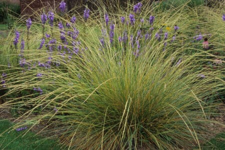 bush of atlas fescue grass