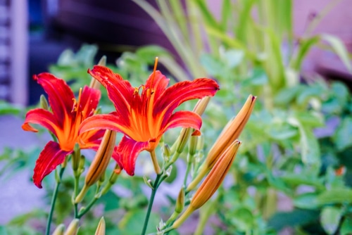 Beautiful red orange flowers of an August flame daylily