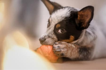 An australian cattle puppy biting on some toy