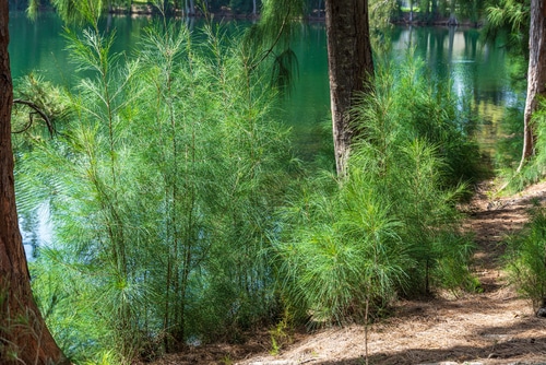 australian pine tree by the lake
