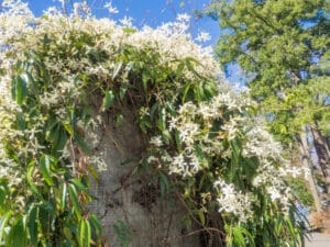 mature autumn clematis vines