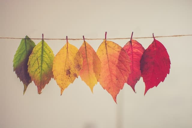 colorful fallen autumn leaves as party streamer